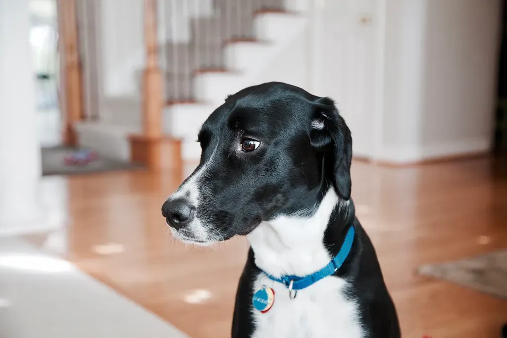 When Your Dog Seems Unbothered: The Quiet Anticipators (hj_west, Flickr, CC BY-SA 2.0)