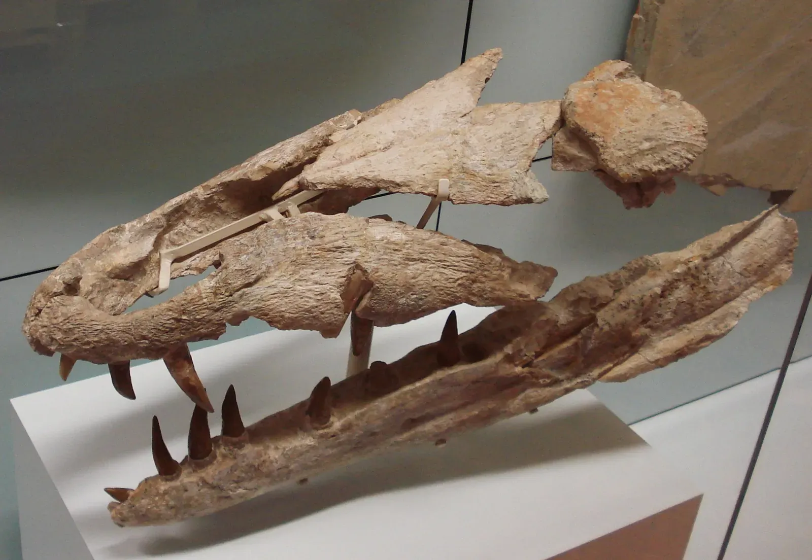 #6 - Dakosaurus: The "Crocodile-Whale" From a Hand-Size Skull Shard (By Ghedoghedo, CC BY-SA 3.0)