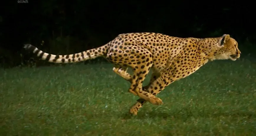 7. Specialized muscles and flexible joints for rapid acceleration (Image Credits: Flickr)