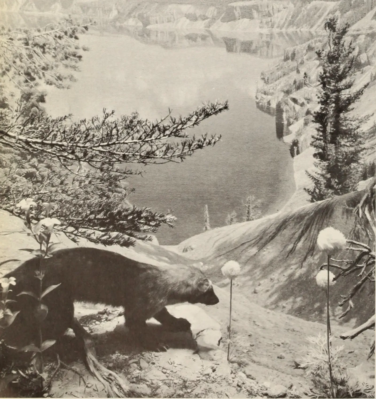 High Peaks and Thin Margins: Idaho’s Rugged Refuges (Image Credits: Wikimedia)