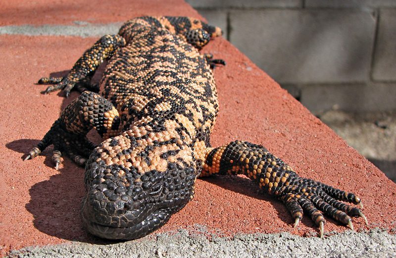 From Ancient Sands: Gila Monsters and the Fragile Desert Web (Image Credits: Wikimedia)