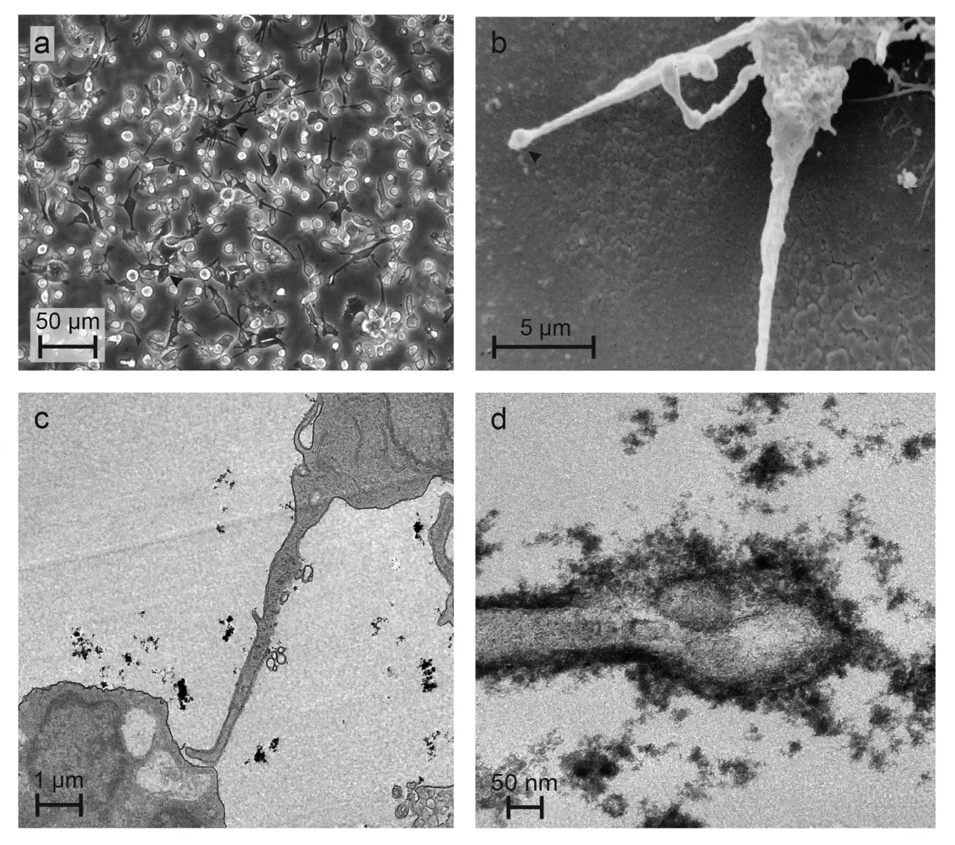 5. The Glycocalyx: Your Invisible Protective “Sugar Coat” ([1], CC BY-SA 3.0)