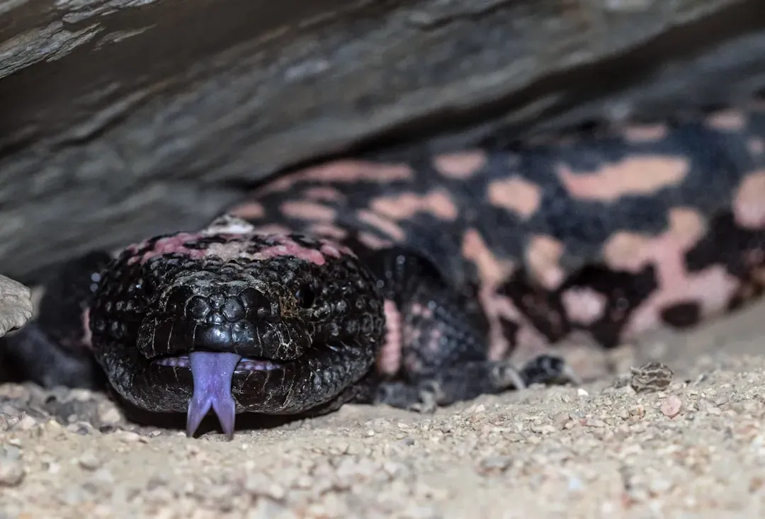 Gila Monster – The Slow, Venomous Jewel of the American Desert (Image Credits: Unsplash)