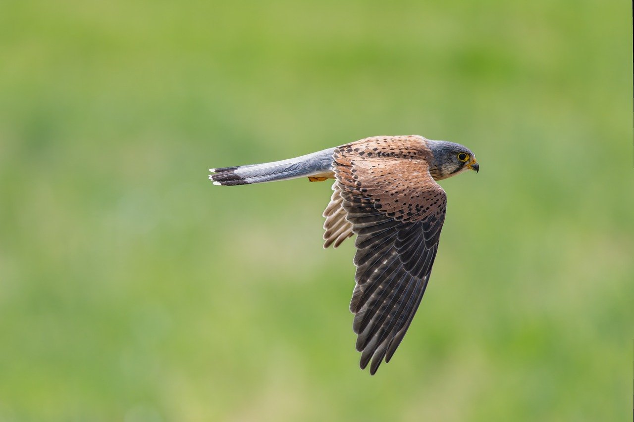 Aries and the Fierce Falcon (Image Credits: Pixabay)
