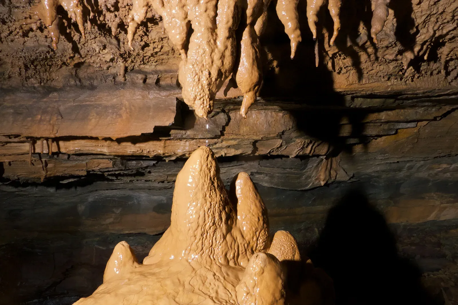 Meet the Troglobionts: Life Designed for Eternal Darkness (By David A. Riggs, CC BY-SA 2.0)