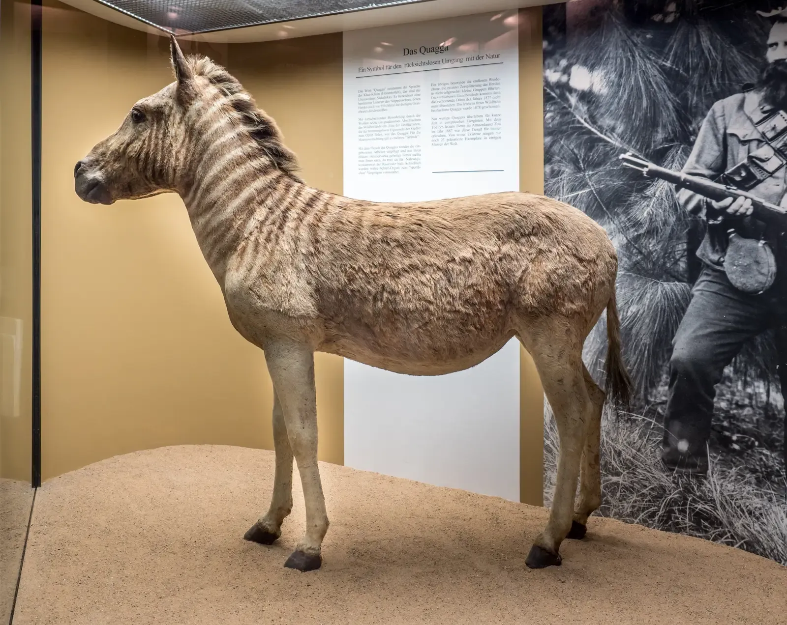 8. Quagga (Equus quagga quagga) (By Ermell, CC BY-SA 4.0)