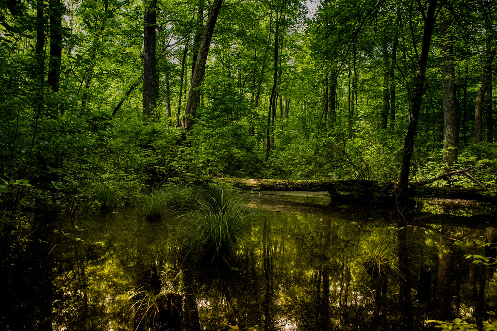 New Jersey Pine Barrens: Ancient Forests Under Siege (Image Credits: Flickr)