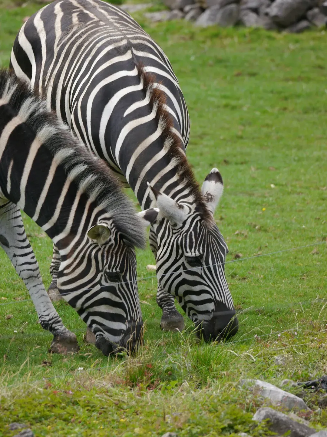 Libra: The Zebra Herd Managing Stress Through Balance and Belonging (Image Credits: Unsplash)