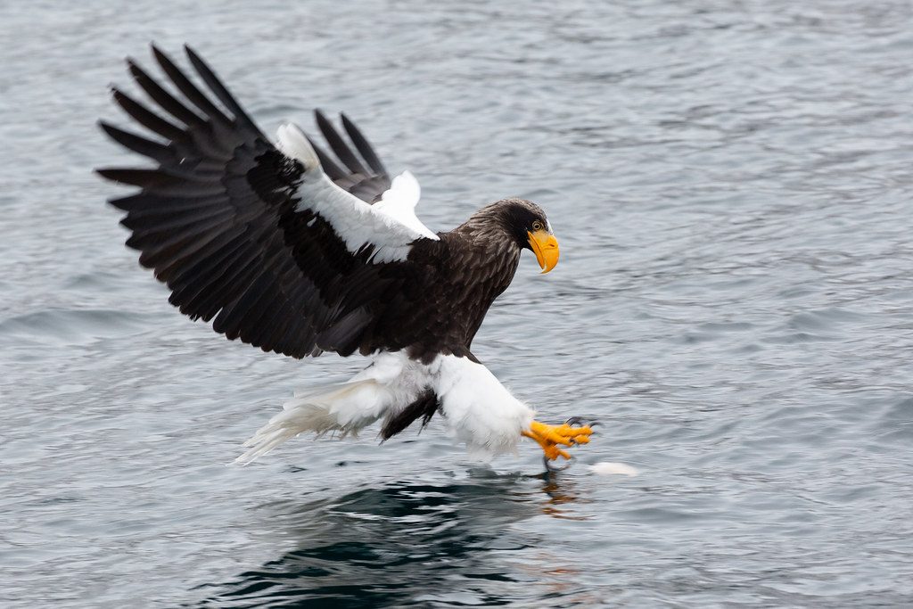 The Ultimate Fish Fanatic (Image Credits: Flickr)