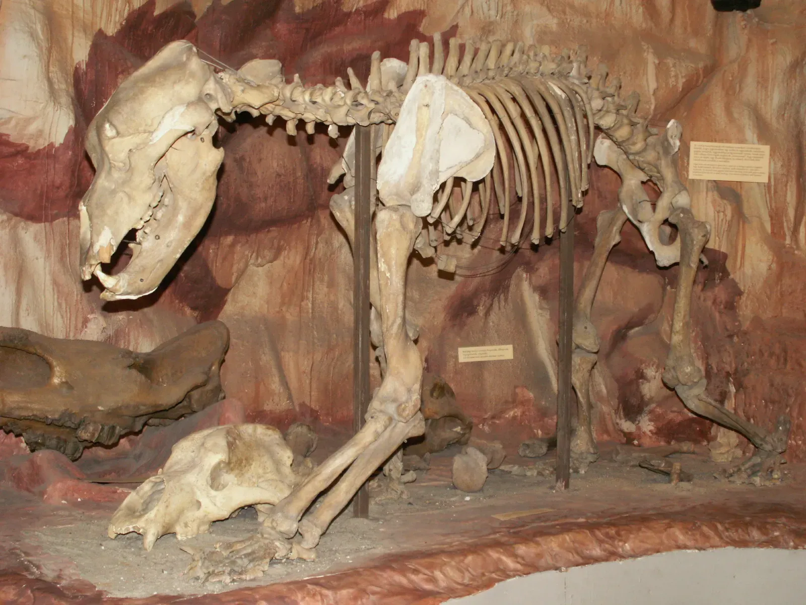 #4 - Cave Bears That Nearly Reached Recorded Human History (By Tiberio, Public domain)