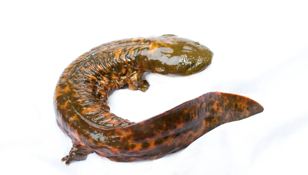 1. The Hellbender Salamander: America's Hidden River Giant (brian.gratwicke, Flickr, CC BY 2.0)