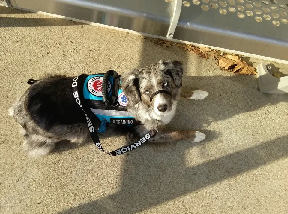 Why Certain Breeds Excel at Panic Detection (By Lextergrace, CC BY-SA 4.0)