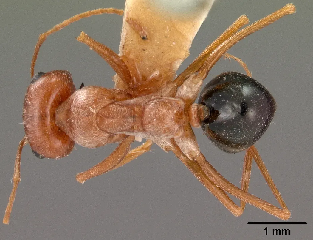 Why These Tiny Insects Might Matter More Than You Think (By April Nobile, CC BY 4.0)