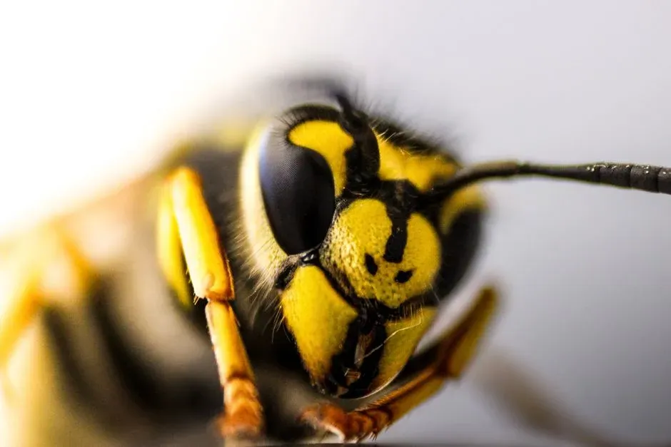 12. Face Recognition in Wasps: A Behavior Study That Challenged What “Small Brains” Can Do (Image Credits: Pexels)