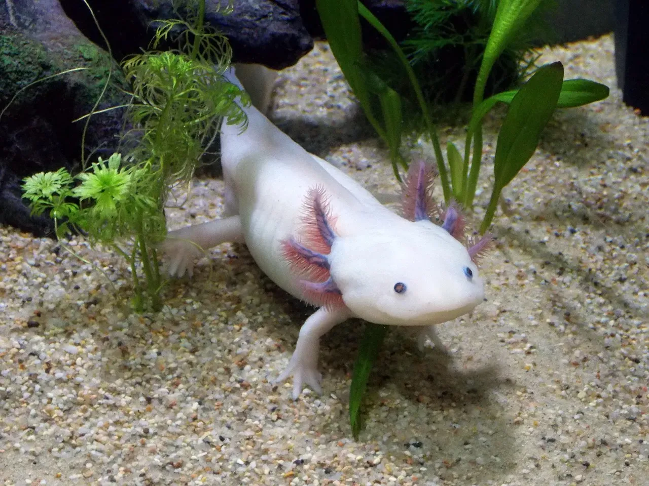 Conclusion: What the Axolotl Ultimately Tells You About Your Own Future (Image Credits: Pixabay)
