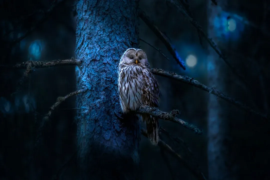 How You Can Listen More Closely and Learn Your Local Owls (Image Credits: Unsplash)