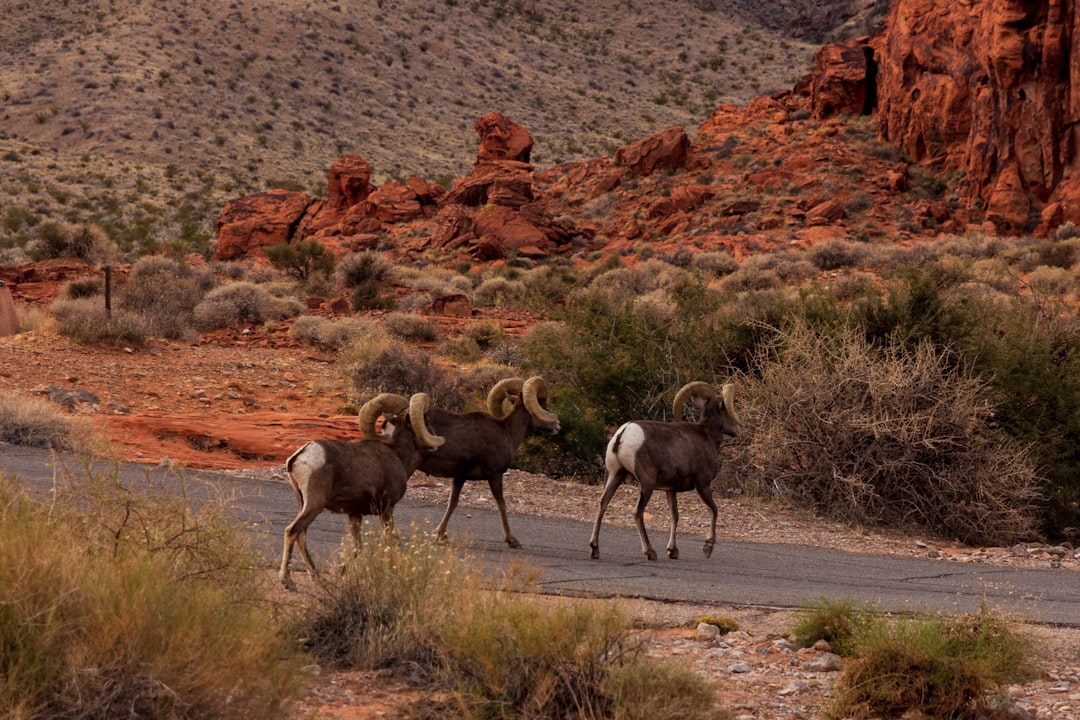 Nevada's Bond-Funded Habitat Acquisition (Image Credits: Unsplash)