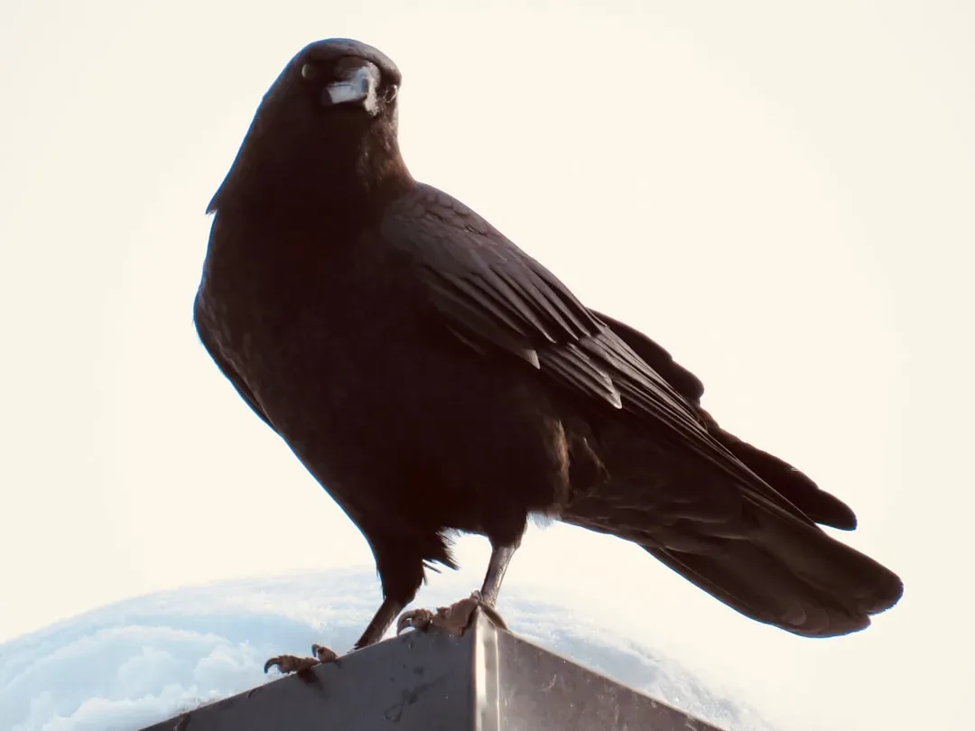 How Crows Learn to Spot Dangerous Humans (Image Credits: Unsplash)