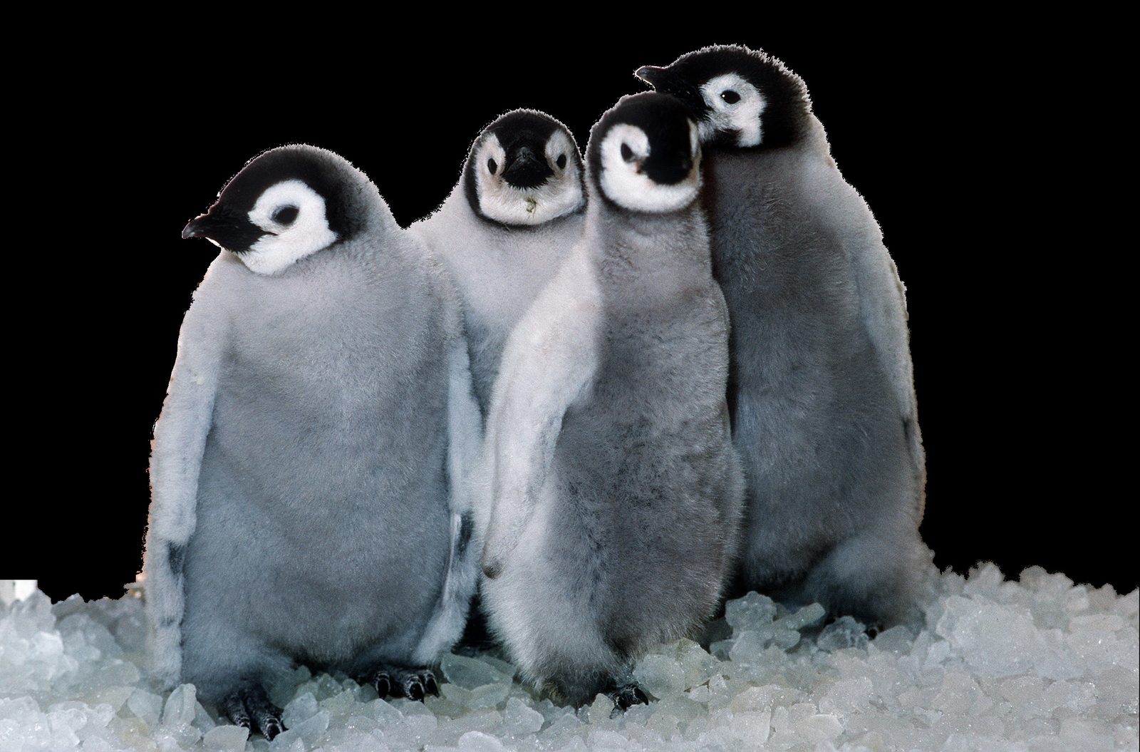 Huddling Behavior for Collective Warmth (Image Credits: Wikimedia)