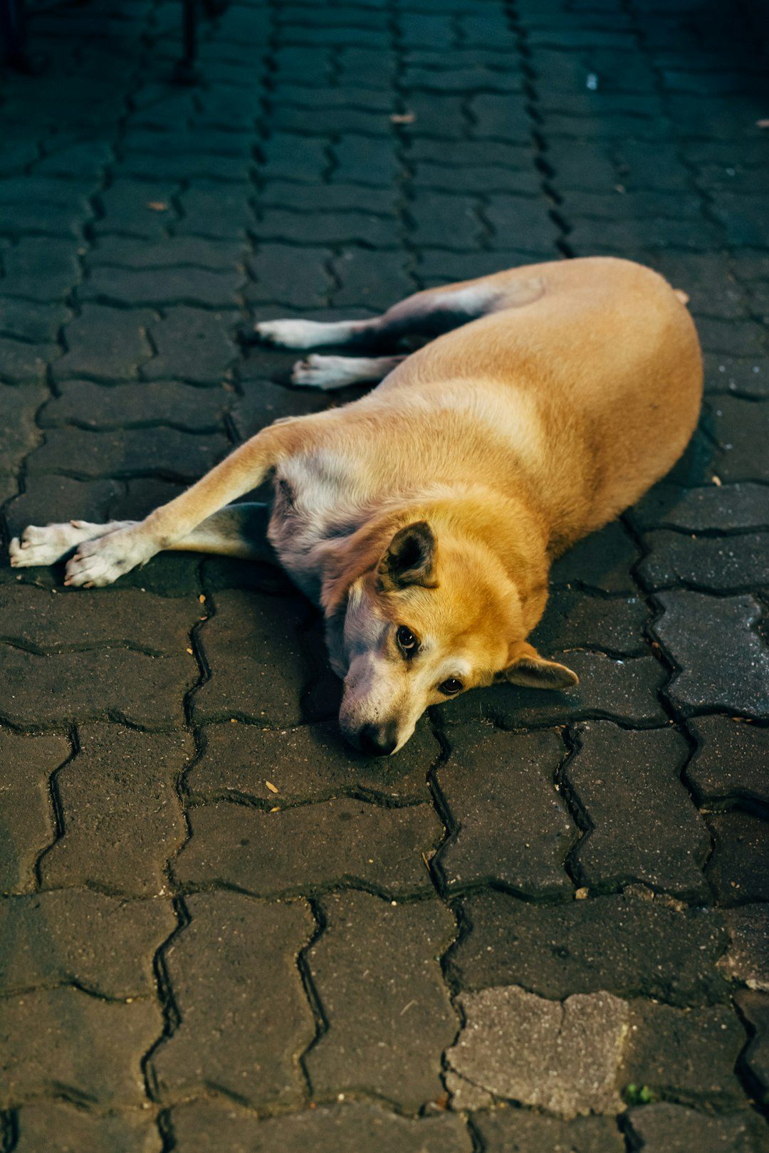 The Hidden Clues: Dogs and Their Mysterious Sense for Earthquakes (Image Credits: Unsplash)