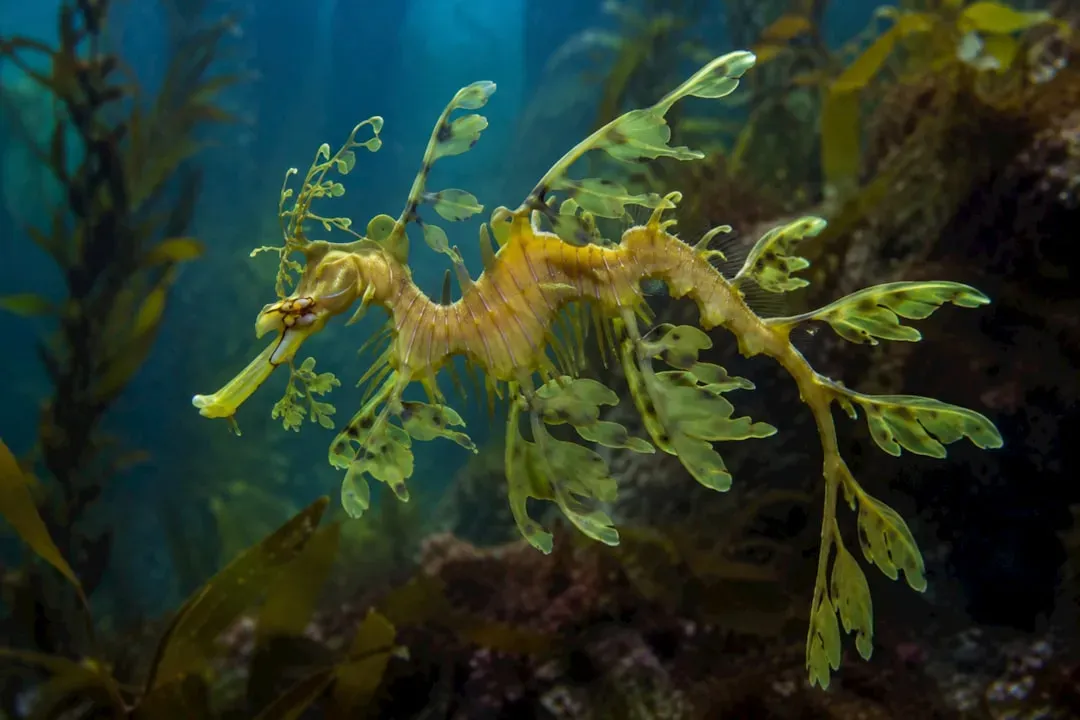 1. You’re Looking at a Fish That Pretends to Be Seaweed (Image Credits: Unsplash)