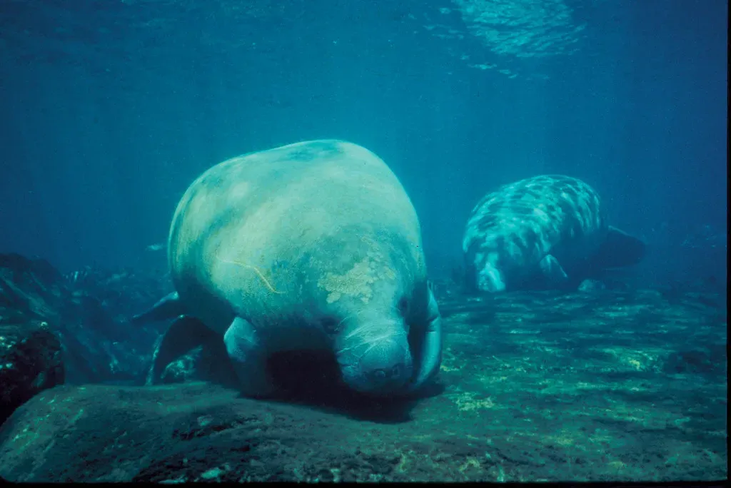 Florida's Manatees and the Chaos in Coastal Waters (USFWS/Southeast, Flickr, CC BY 2.0)