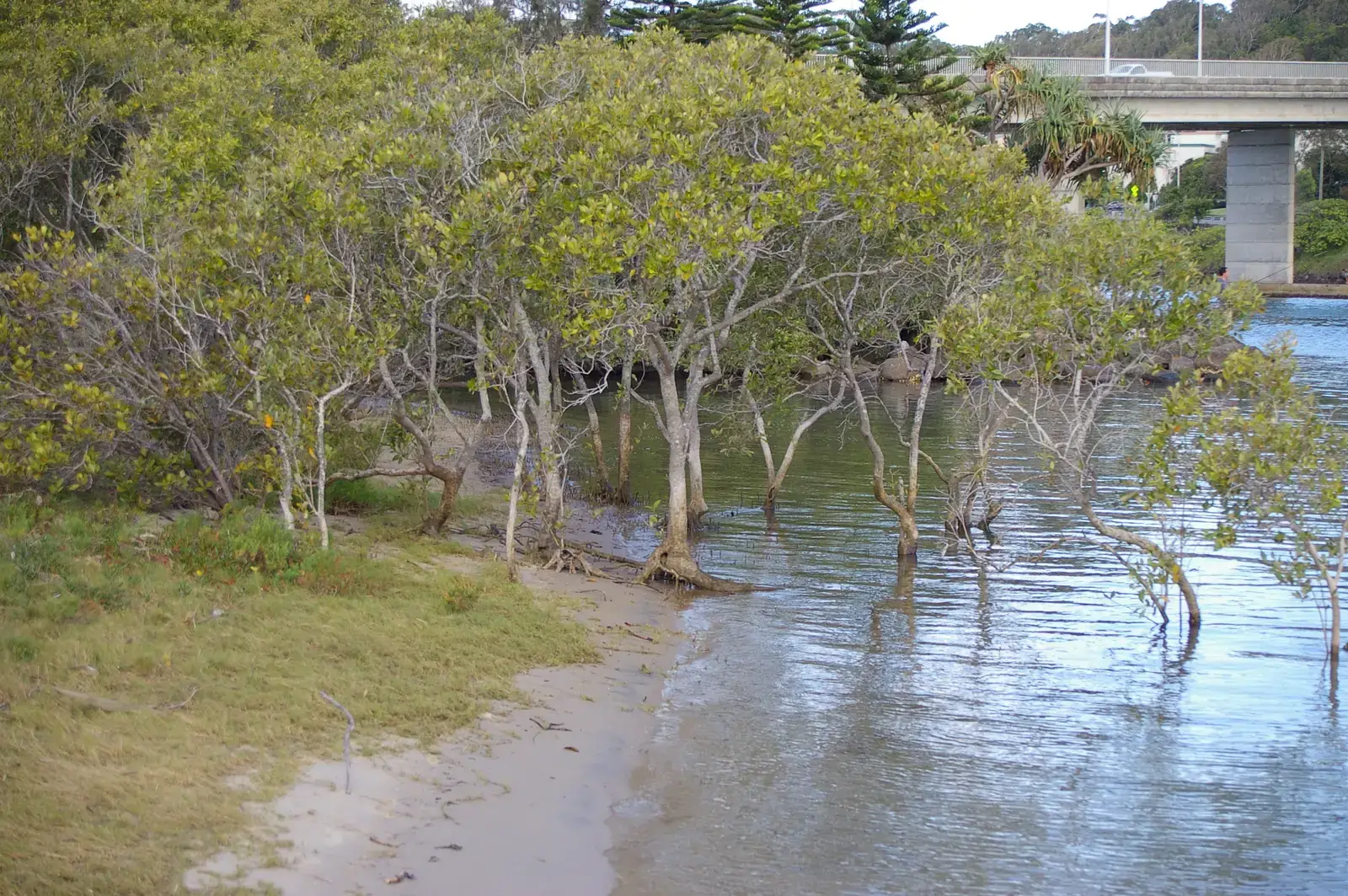 The Living Seawall: How Mangroves Blunt Hurricanes and Storm Surges (Image Credits: Wikimedia)