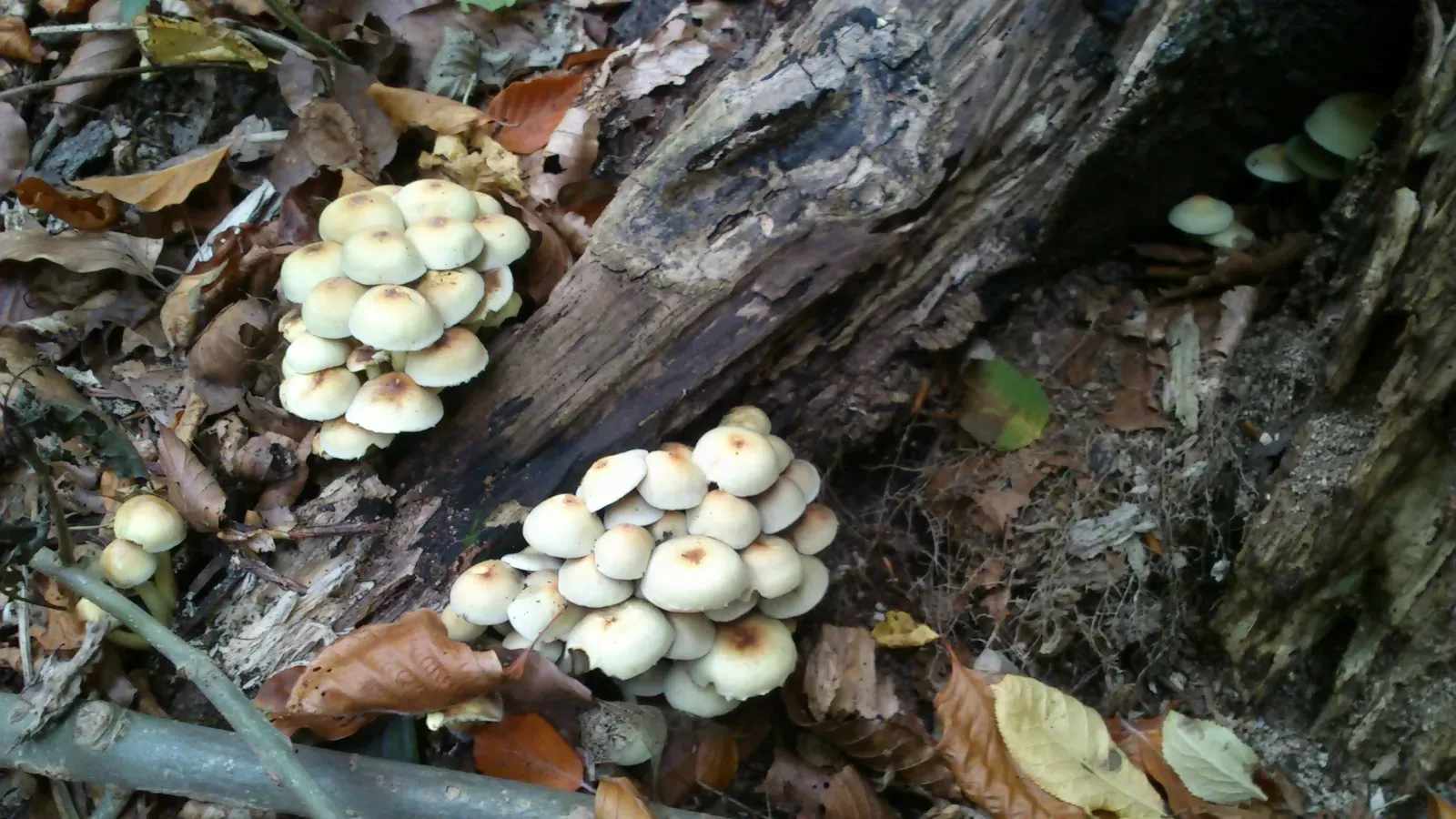 Nature's Recyclers: Fungi and the Nutrient Cycle (Image Credits: Wikimedia)