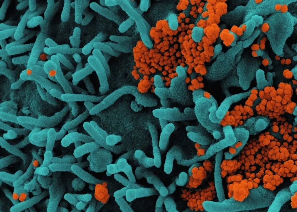 The Micro Jungles Living in Your Home Dust (Image Credits: Unsplash)