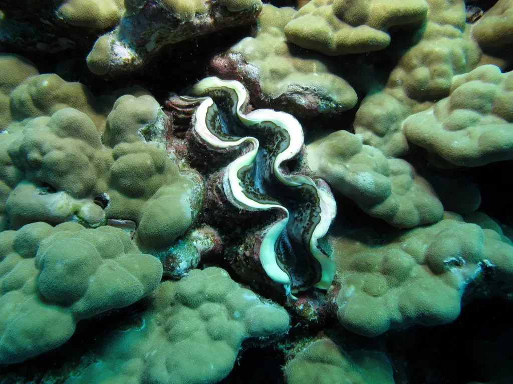 10. Your Choices on Land Reach All the Way to Their Reefs (By Derek Keats, CC BY 2.0)