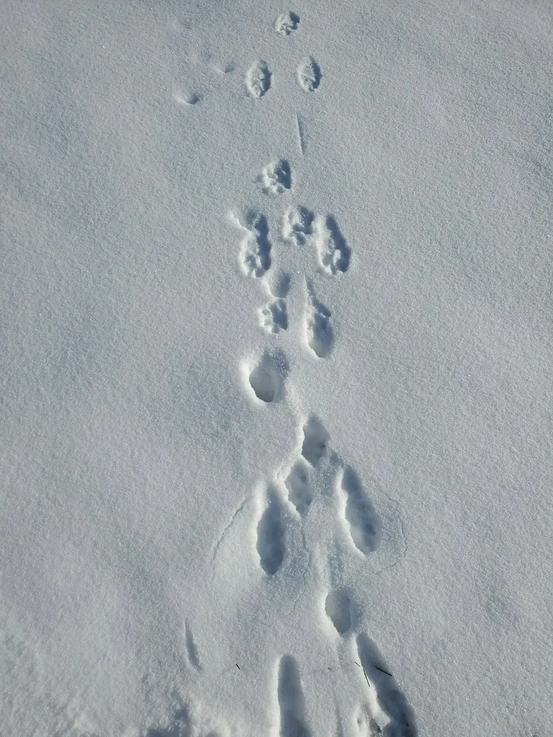 The Science Behind the Sightings: How Researchers Track a Ghost (Image Credits: Unsplash)