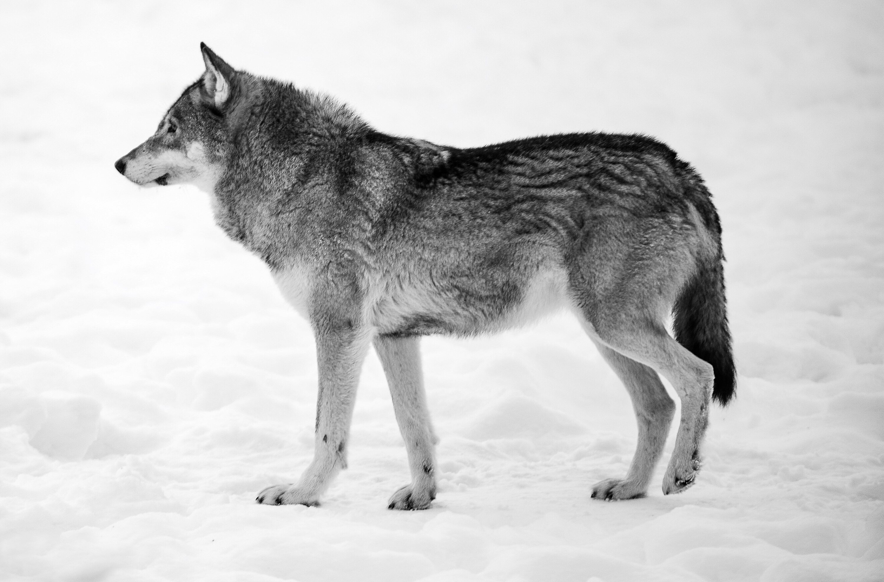 November - Gray Wolf (Image Credits: Wikimedia)