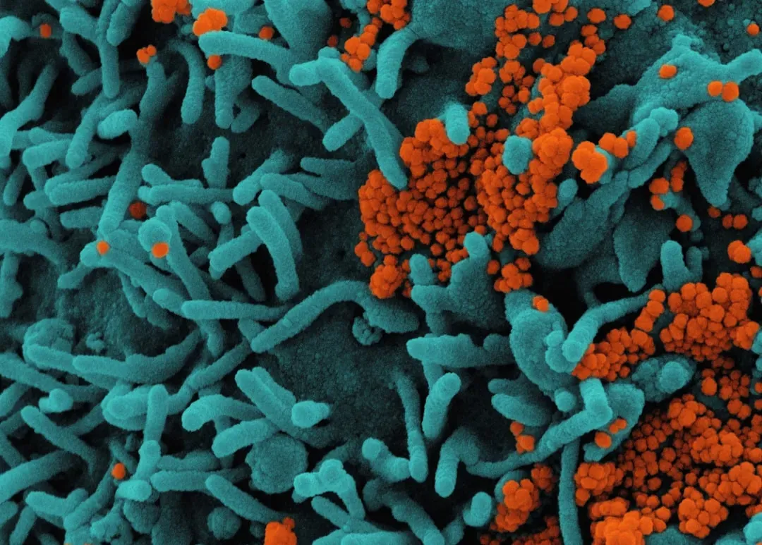 Antibiotics, Sanitizers, and the Collateral Damage Problem (Image Credits: Unsplash)