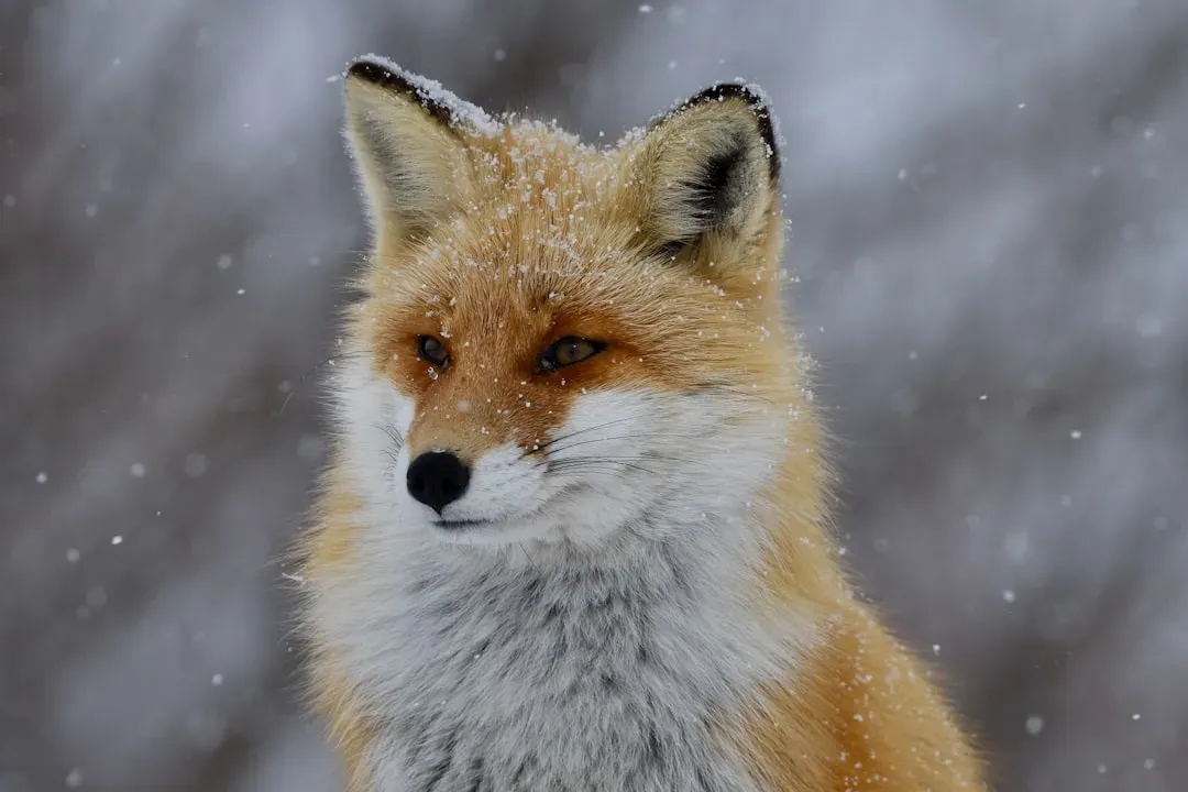 How To Honestly Find Your Spirit Animal (Without Cheesy Quizzes) (Image Credits: Unsplash)