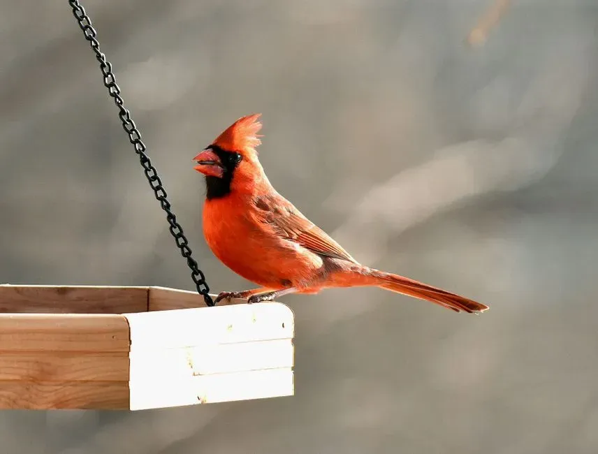 2. Northern Cardinal: The Snowstorm Food Fighter at the Feeder (Image Credits: Pexels)