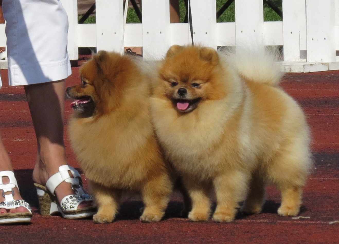 Libra: The Harmonious Socialite Loves Beautiful, Balanced Breeds (Image Credits: By Томасина, CC BY-SA 3.0, https://commons.wikimedia.org/w/index.php?curid=29039616)