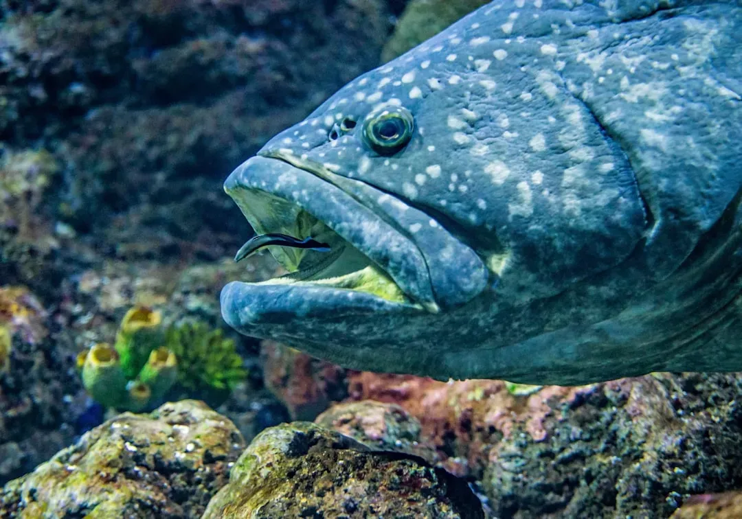 10. Cleaner Fish That Run Underwater “Car Washes” (Image Credits: Unsplash)