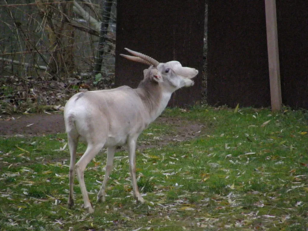 1. Saiga Antelope – The Dusty Climate Engineers of the Eurasian Steppe (belgianchocolate, Flickr, CC BY 2.0)