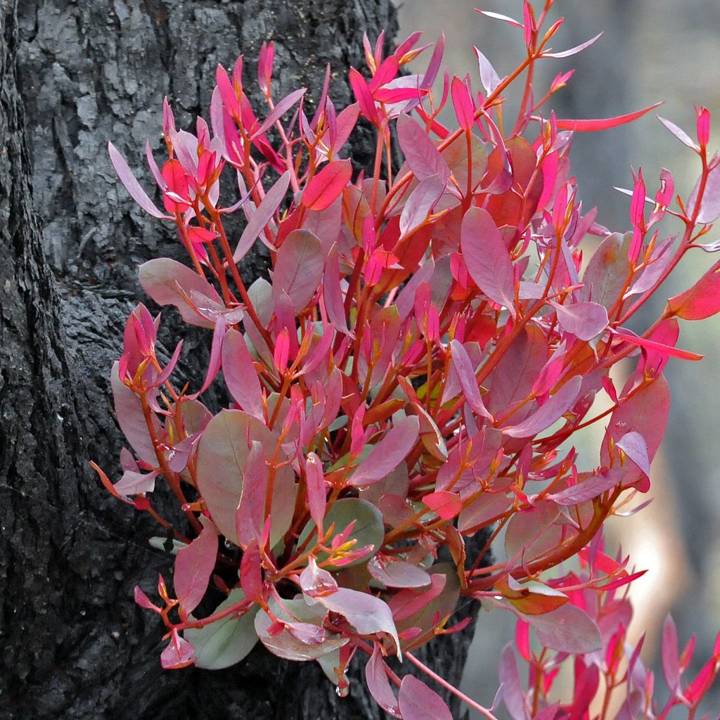 Epicormic Buds: The Hidden Army Beneath the Bark (Image Credits: Flickr)