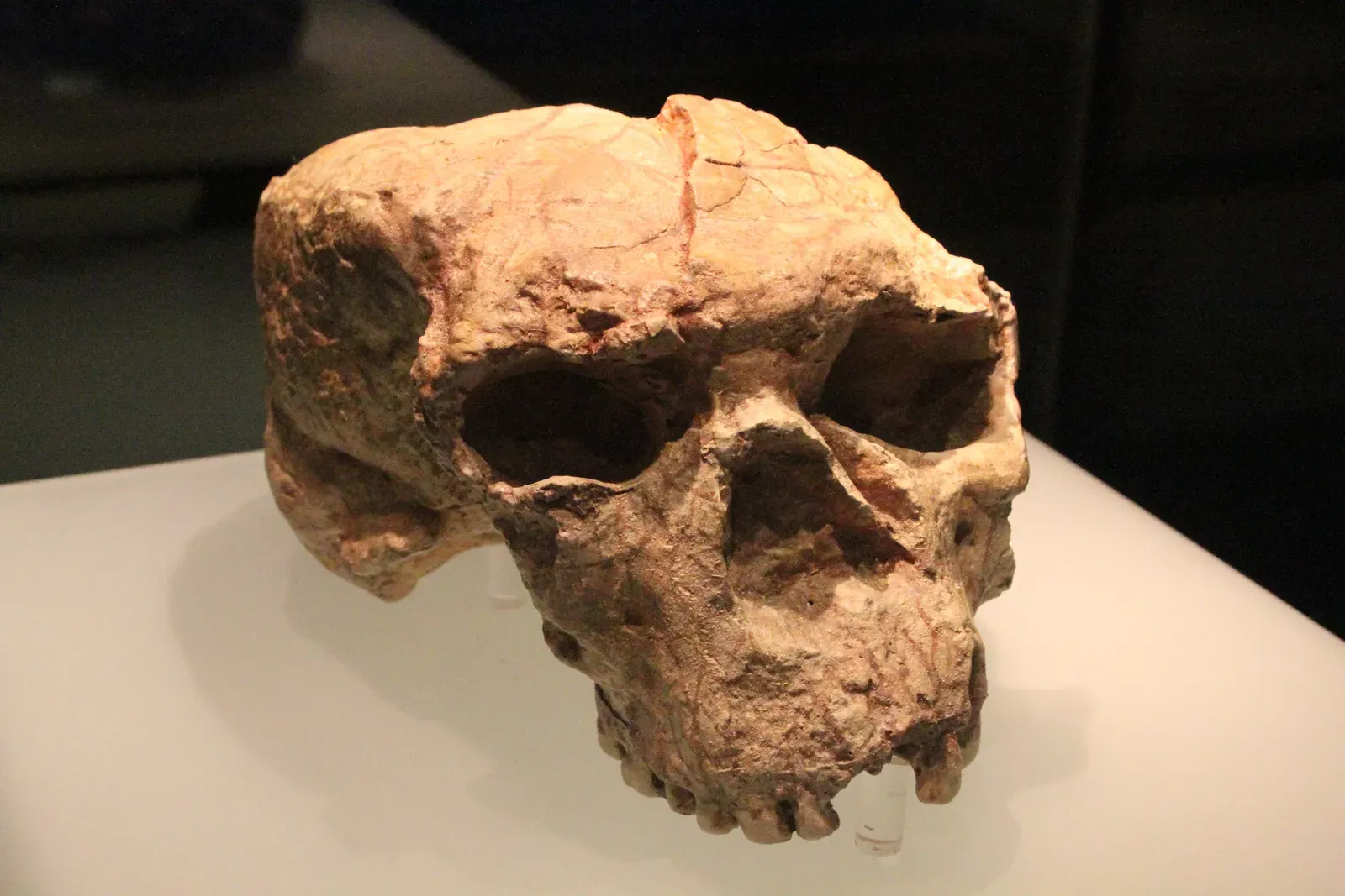 A Million-Year-Old Skull from China Pushes Back Human Lineage Origins (Image Credits: Wikimedia)
