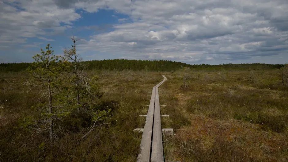 A Prehistoric Trackway in Somerset Emerges from Drying Peat (Image Credits: Pexels)