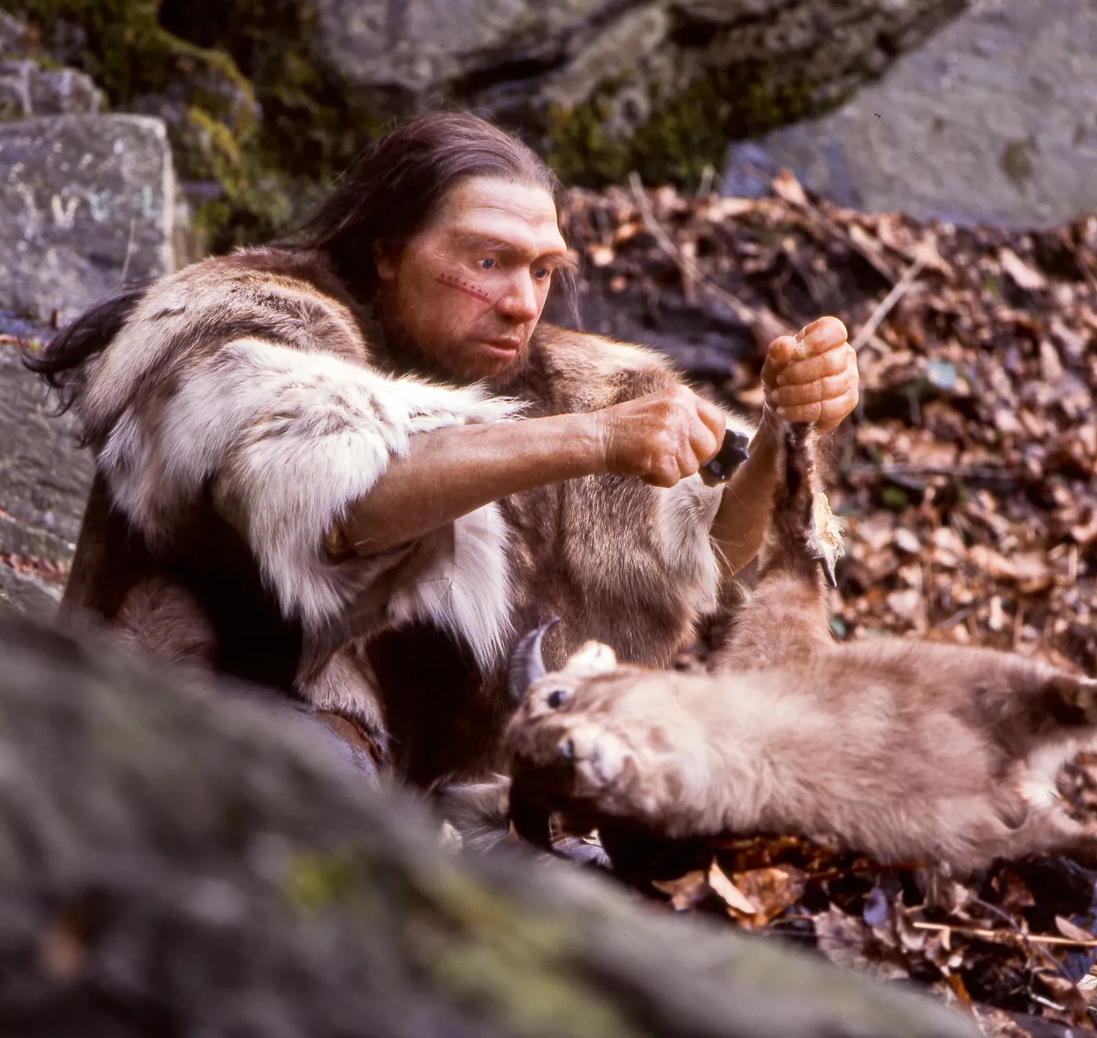 #8 - Neanderthals Carry Human DNA Too - the Gene Flow Went Both Ways (By Neanderthal-Museum, Mettmann, CC BY-SA 4.0)