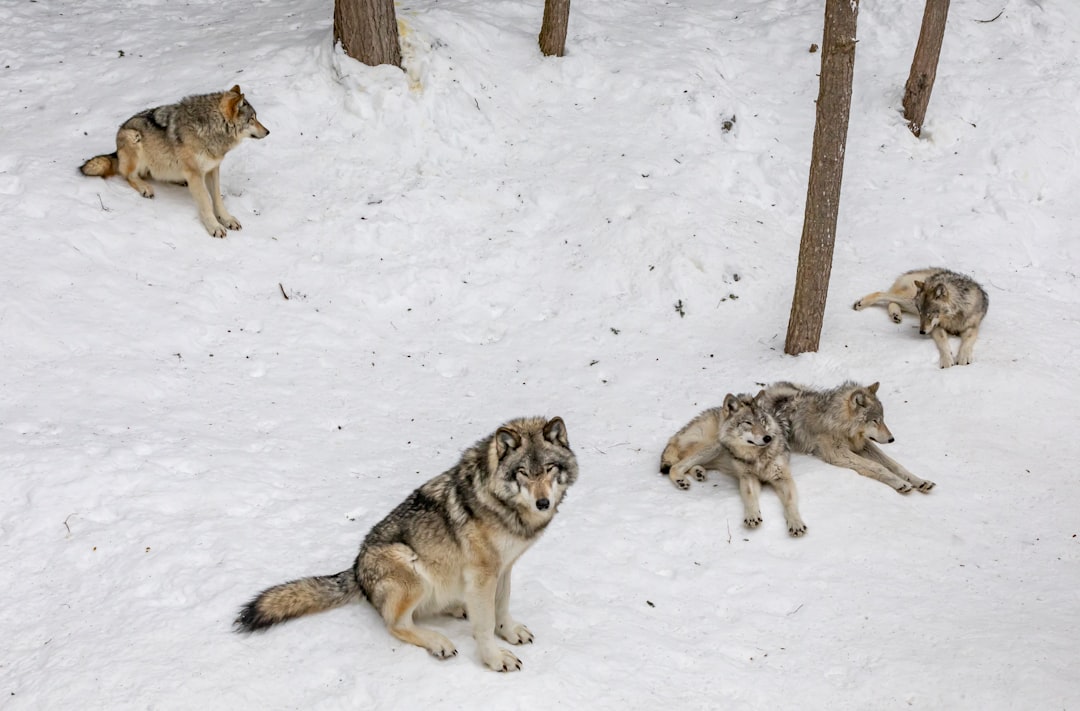 Western Oregon's Wolf Renaissance (Image Credits: Unsplash)