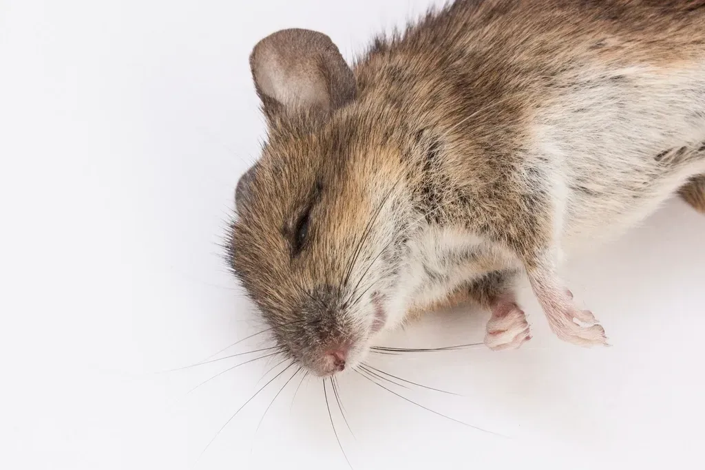 How Scientists Peek Into Animal Dreams Without Waking Them Up (Image Credits: Rawpixel)