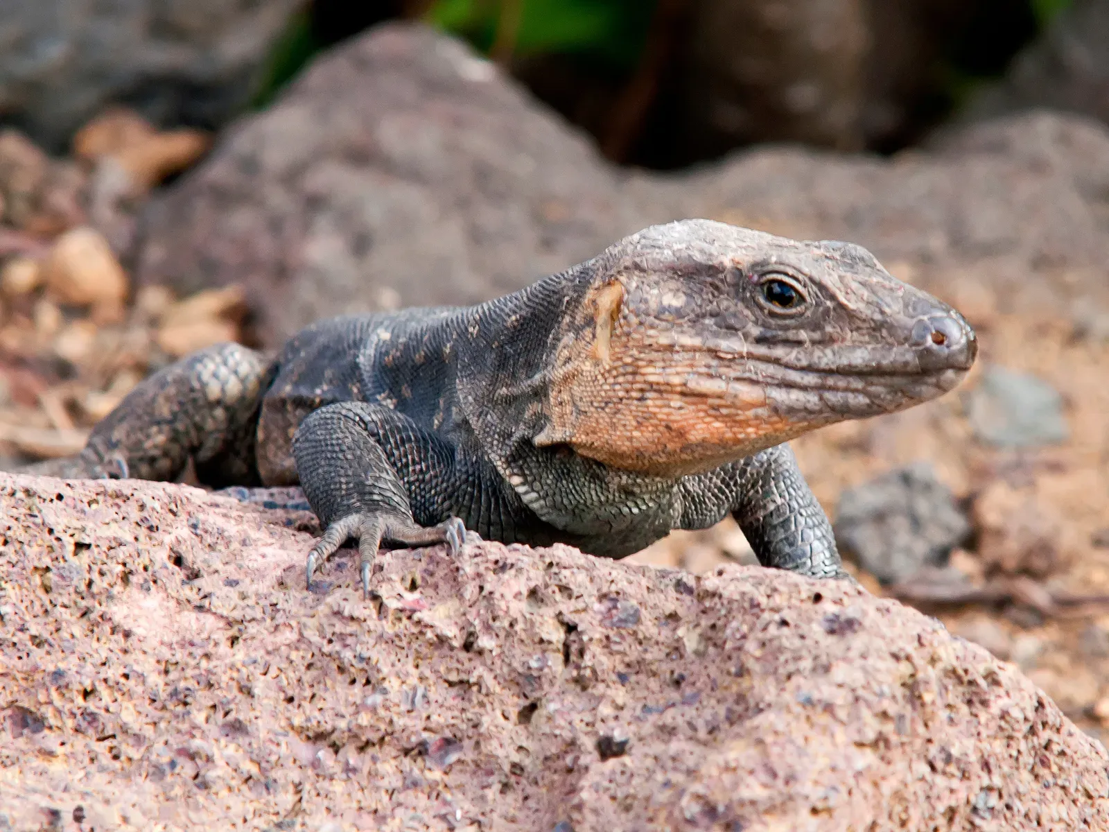 12. La Palma Giant Lizard – A Canary Island Reboot (Lagarto de Gran Canaria  (Gallotia stehlini)Uploaded by snowmanradio, CC BY-SA 2.0)