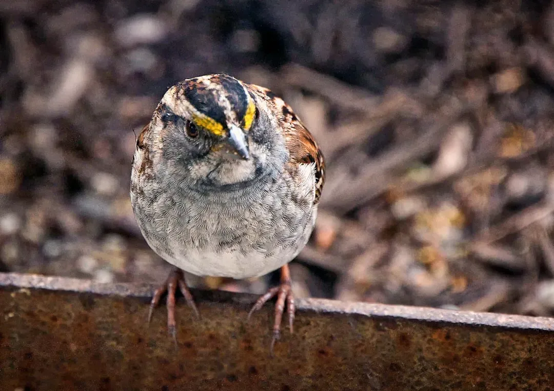 What Existing Bird Research Does Not (Yet) Explain (Image Credits: Unsplash)