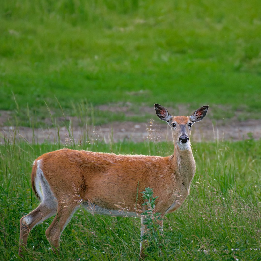 Virgo: The Illinois White-Tailed Deer (Image Credits: Unsplash)
