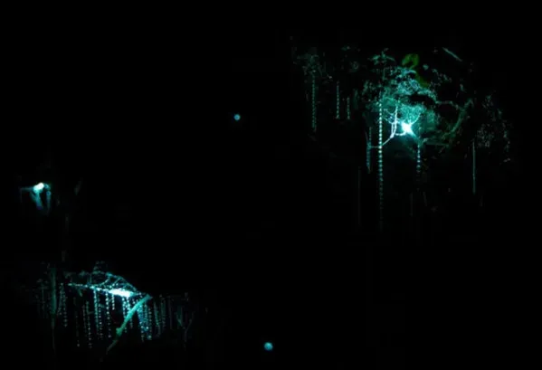 7. Glowworms: Starry Skies in Caves (Image Credits: Pexels)