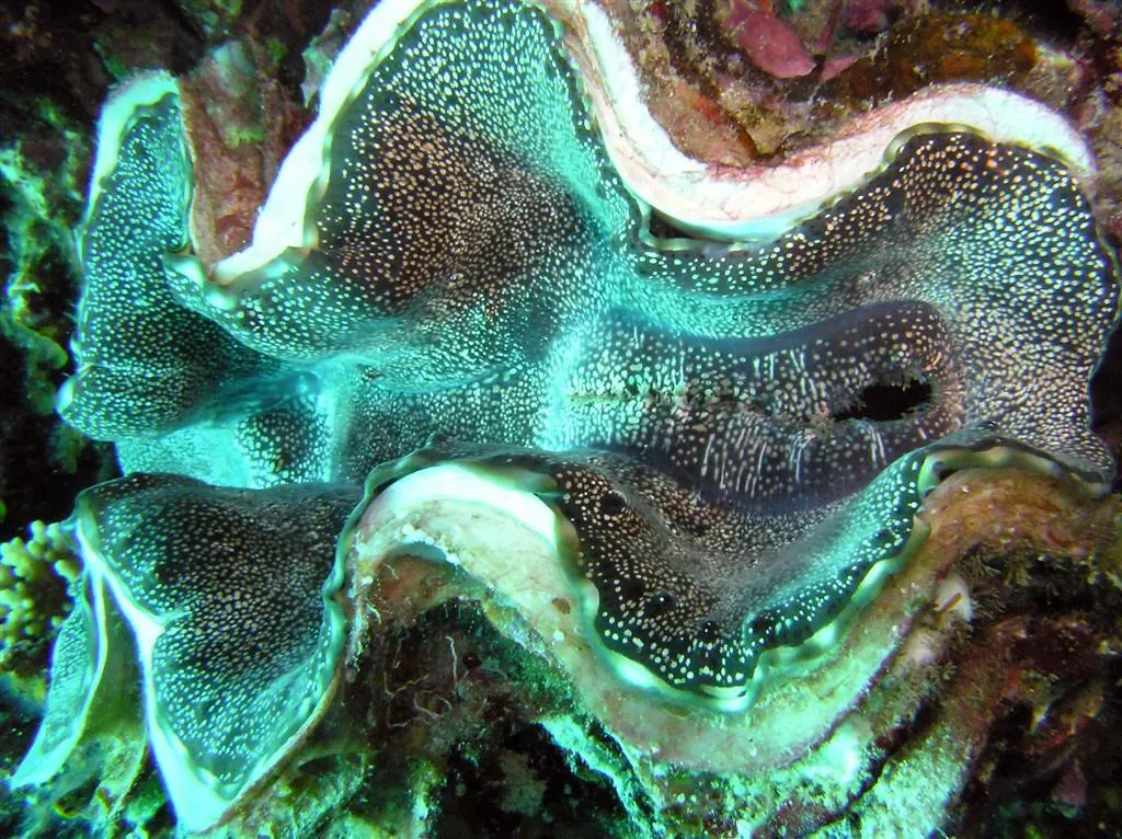 7. They Are Not the Man-Eaters You Were Told About (prilfish, Flickr, CC BY 2.0)