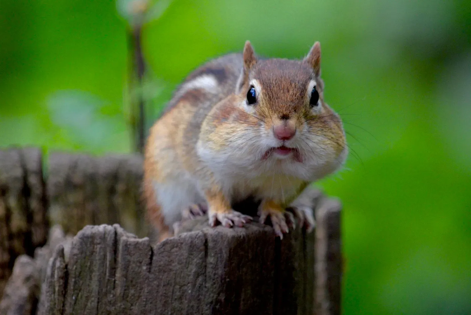 Why Chipmunks Rush: Every Surface Trip Is a Risky Mission (By Ashley Lee, CC BY 4.0)